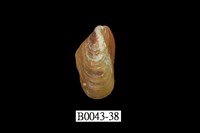 藏品(雲雀殼菜蛤)的圖片